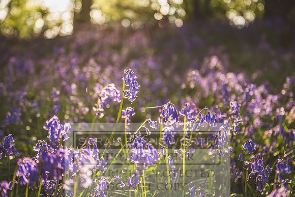 Cotswold Bluebell Woods-1