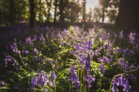 Cotswold Bluebell Woods-13
