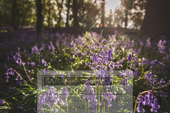 Cotswold Bluebell Woods-13