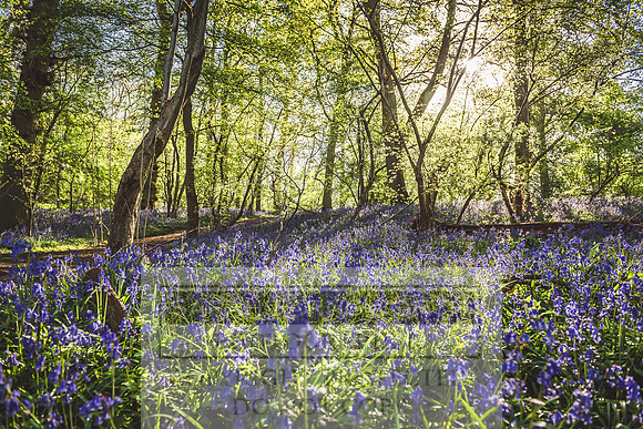 Cotswold Bluebell Woods-87