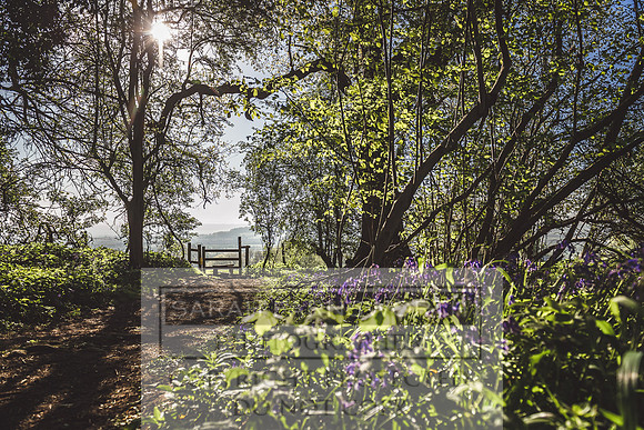 Cotswold Bluebell Woods-71