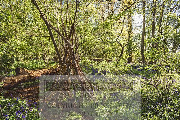 Cotswold Bluebell Woods-64