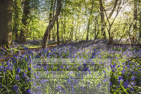 Cotswold Bluebell Woods-88