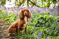 Cotswold Bluebell Woods-7