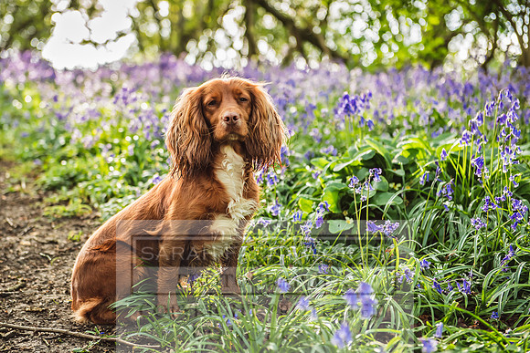 Cotswold Bluebell Woods-7