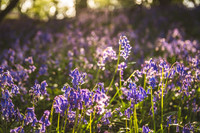 Cotswold Bluebell Woods-2