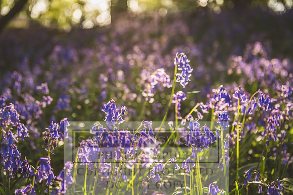Cotswold Bluebell Woods-2