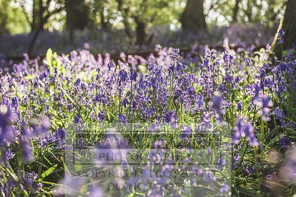 Cotswold Bluebell Woods-32