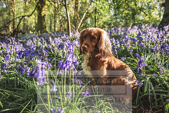 Cotswold Bluebell Woods-53