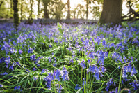 Cotswold Bluebell Woods-16
