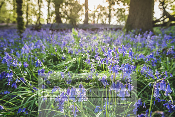 Cotswold Bluebell Woods-16