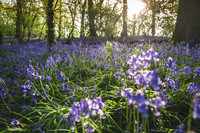 Cotswold Bluebell Woods-18