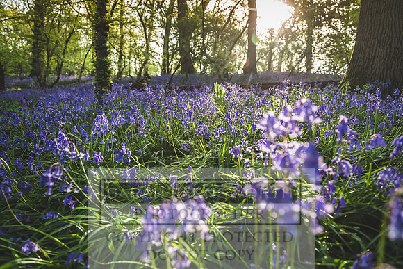 Cotswold Bluebell Woods-18