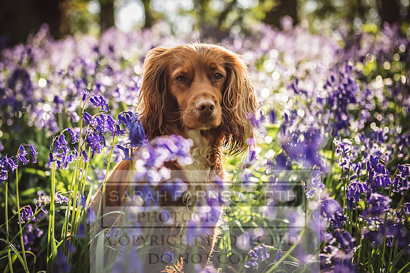 Cotswold Bluebell Woods-60