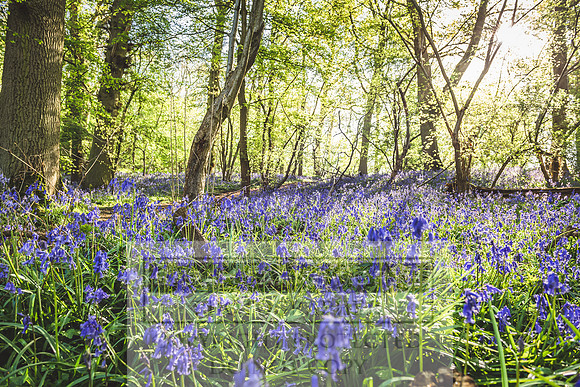 Cotswold Bluebell Woods-92