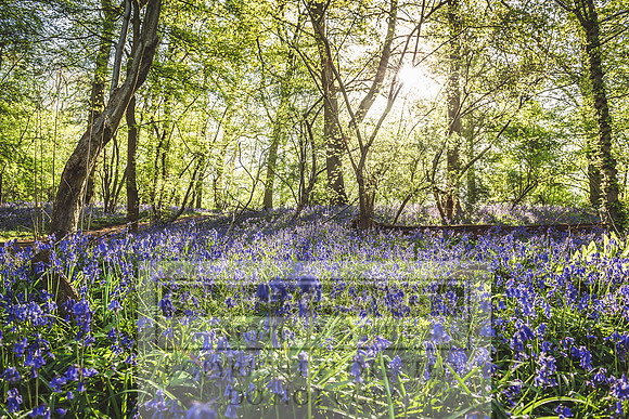 Cotswold Bluebell Woods-90