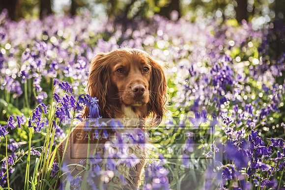 Cotswold Bluebell Woods-63