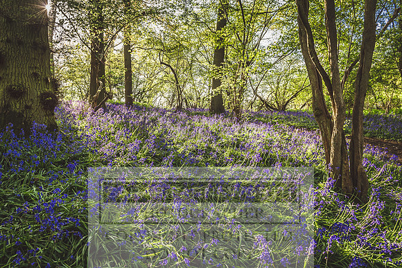 Cotswold Bluebell Woods-44