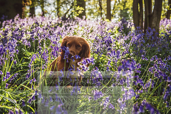 Cotswold Bluebell Woods-62