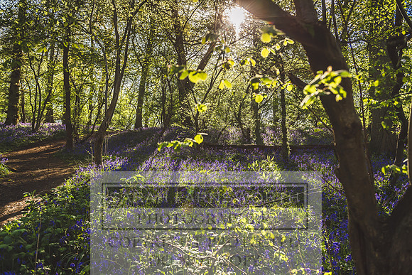 Cotswold Bluebell Woods-81