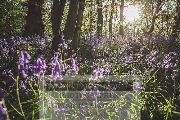 Cotswold Bluebell Woods-41