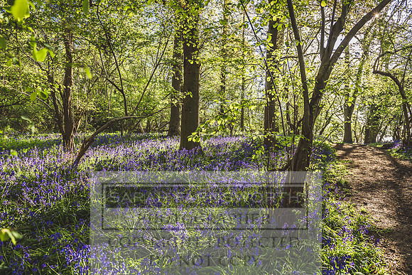 Cotswold Bluebell Woods-75