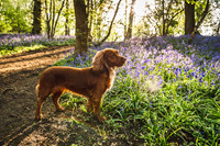 Cotswold Bluebell Woods-5