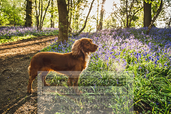Cotswold Bluebell Woods-5