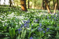 Cotswold Bluebell Woods-20