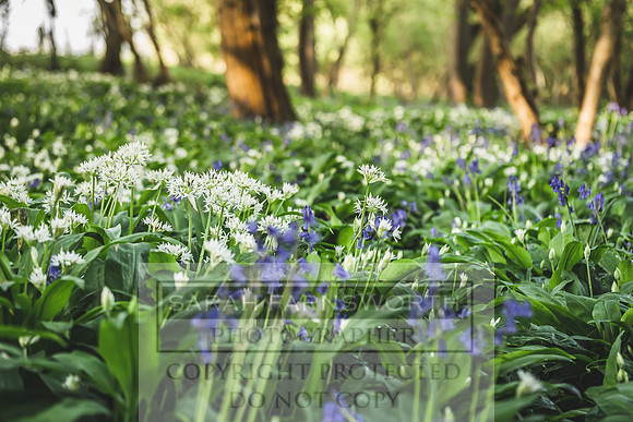 Cotswold Bluebell Woods-20