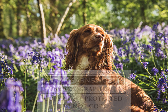Cotswold Bluebell Woods-54