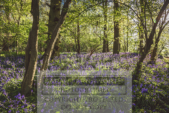 Cotswold Bluebell Woods-49