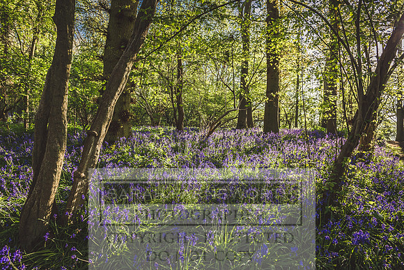 Cotswold Bluebell Woods-48
