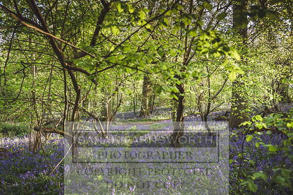 Cotswold Bluebell Woods-29