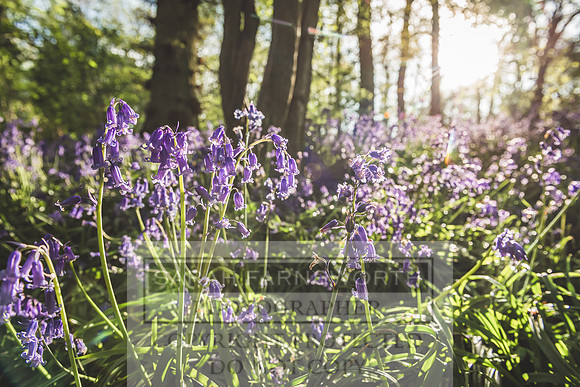 Cotswold Bluebell Woods-42