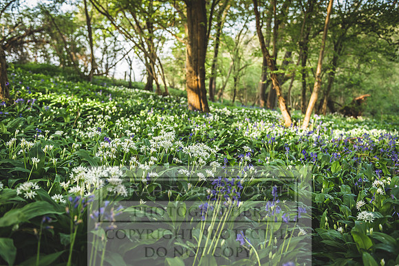 Cotswold Bluebell Woods-25