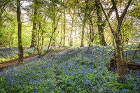 Cotswold Bluebell Woods-10