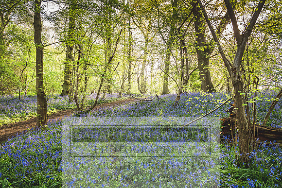 Cotswold Bluebell Woods-10
