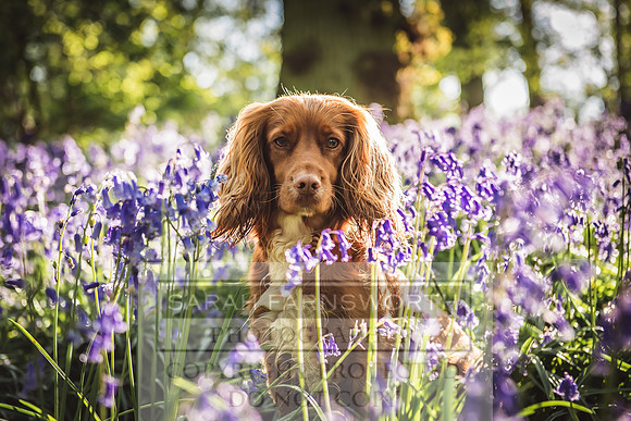 Cotswold Bluebell Woods-59