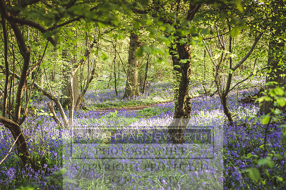 Cotswold Bluebell Woods-28
