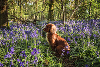 Cotswold Bluebell Woods Spring 2020