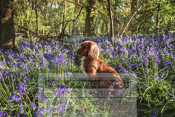 Cotswold Bluebell Woods-50