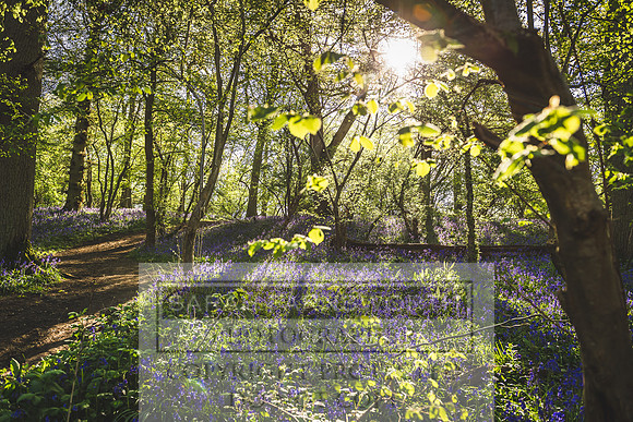 Cotswold Bluebell Woods-83