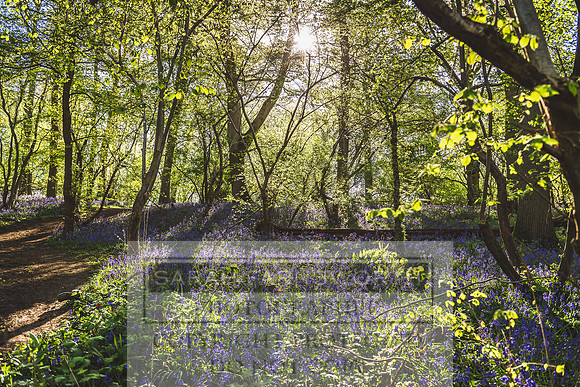 Cotswold Bluebell Woods-79