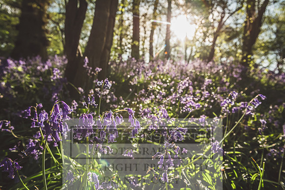 Cotswold Bluebell Woods-35
