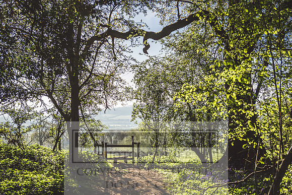 Cotswold Bluebell Woods-66