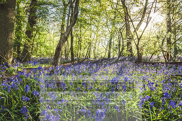 Cotswold Bluebell Woods-91