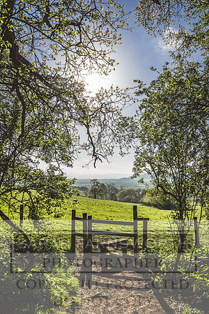 Cotswold Bluebell Woods-69
