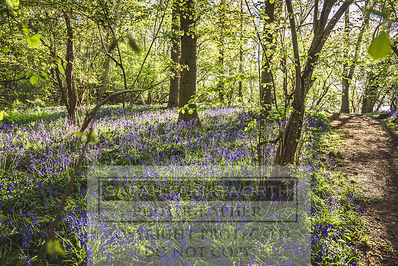Cotswold Bluebell Woods-74