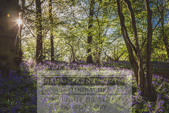 Cotswold Bluebell Woods-45